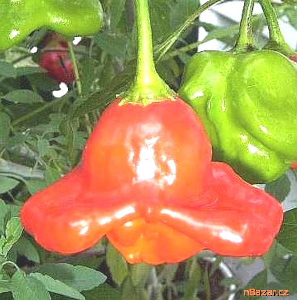 Chilli Big Mustard Mama - semena