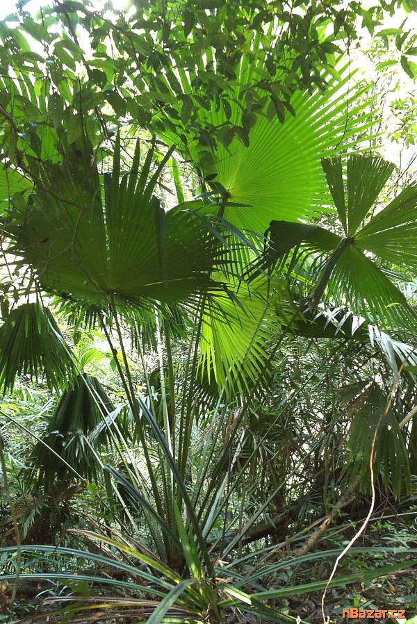 Palma Livistona speciosa - 1 naklíčené semeno