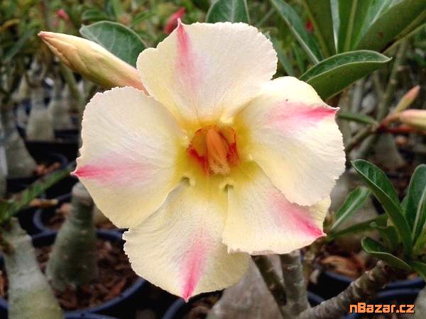 Rychlé schválení úvěru bez zdržování