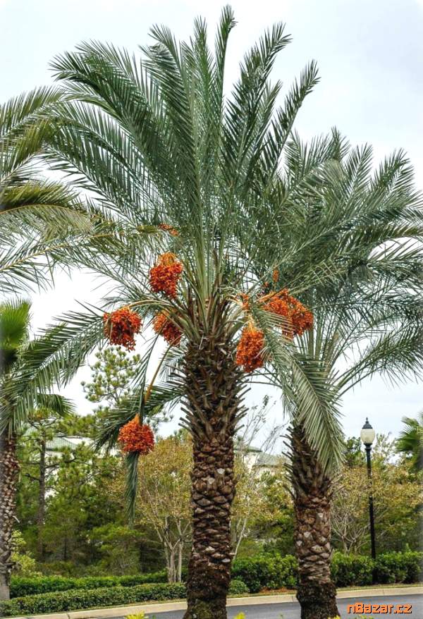 Palma Phoenix dactylifera Datlovník pravý  - 1 na