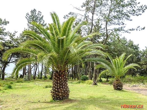 Palma Phoenix canariensis - 1 naklíčené semeno