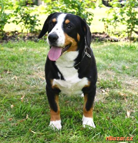 Entlebušský salašnícky pes Entlebušský salašnícky pes