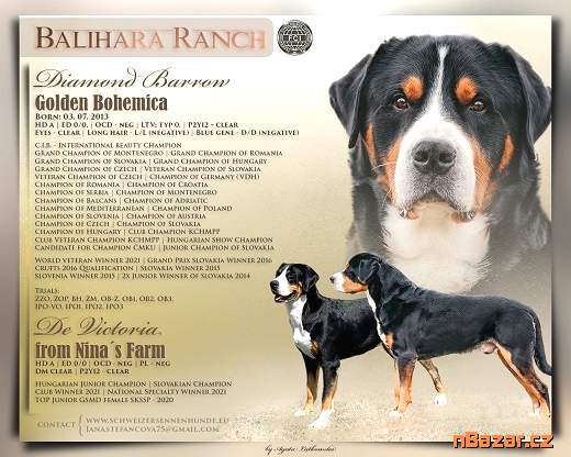 Veľký švajčiarsky salašnícky pes