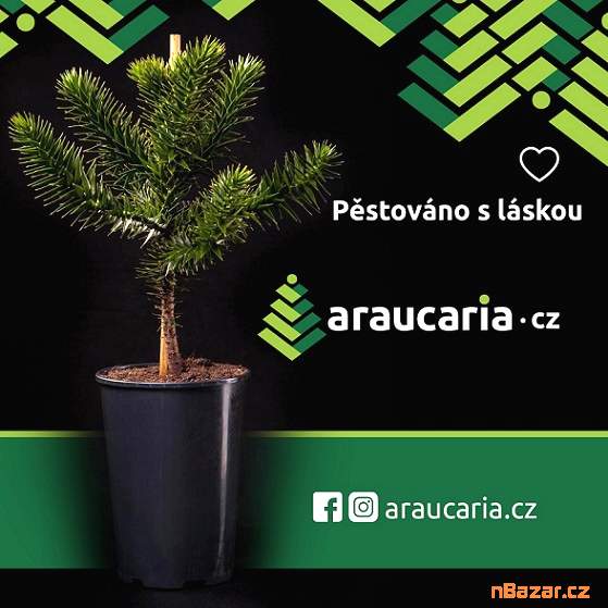Blahočet čilský - Araucaria araucana