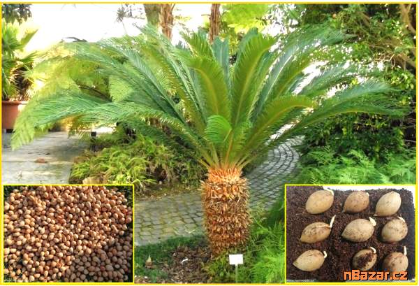 Cycas Revoluta - Cykas Japonský - SEMENA