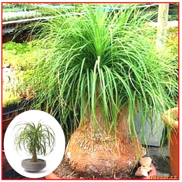 Beaucarnea guatemalis - SEMENA