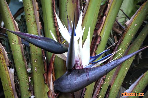 Bílá Strelitzia Nicolai - SEMENA