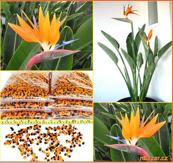 Strelitzia Reginae - SEMENA