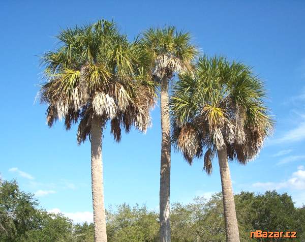 naklíčená semena palma Sabal Palmetto