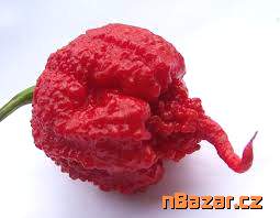 sazenice chilli Carolina reaper