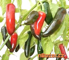 sazenice Chilli Jalapeňo Tam Vera Cruz