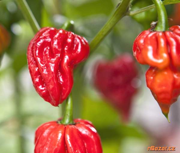 sazenice Chilli Naga Viper