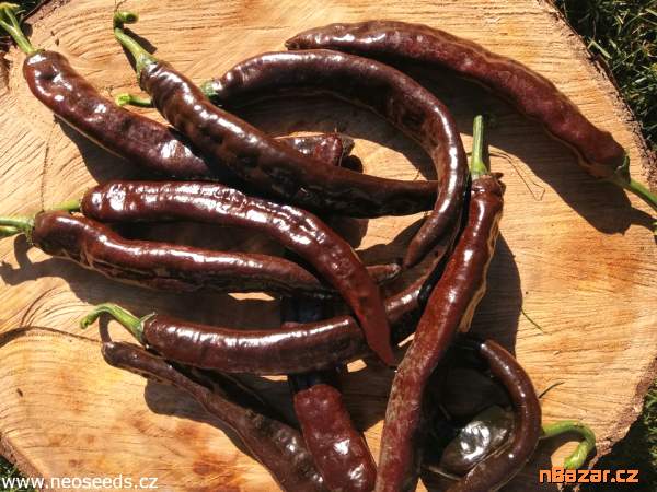 sazenice Chilli Cacho Negro