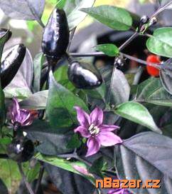sazenice Chilli Royal Black