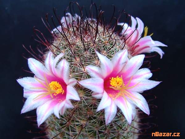 semena kaktusu Mammillaria sheldonii