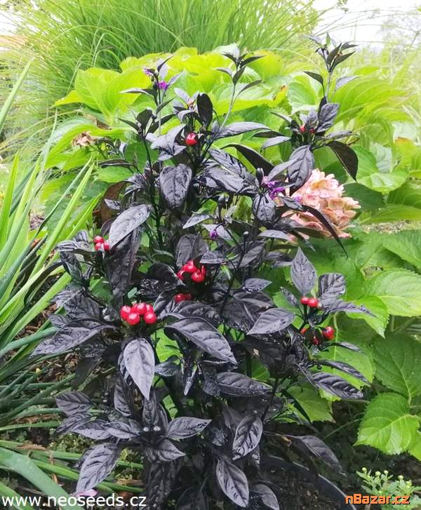 Chilli Black Pearl - semena