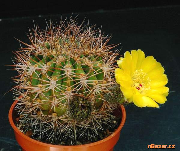 Kaktus Acanthocalycium thionanthum JB 54 El Obeli