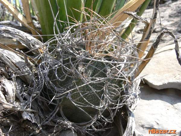 Kaktus Astrophytum capricorne v. sanjuanensis PP 
