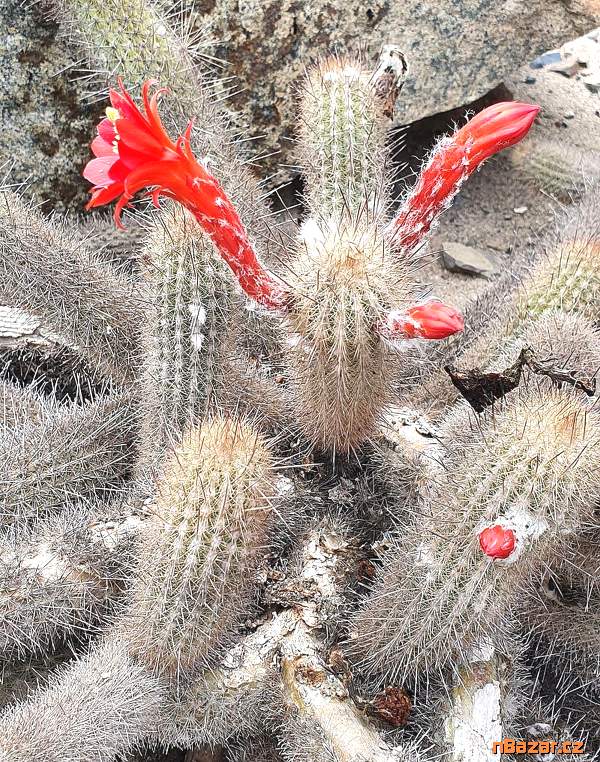 Kaktus Cleistocactus acanthurus subs. pullatus - 