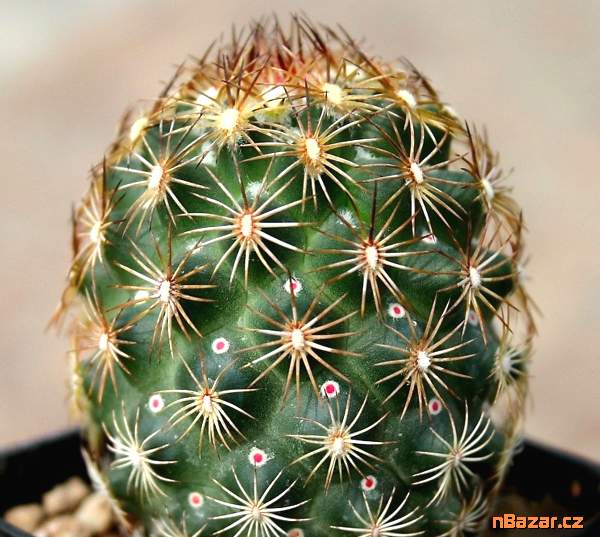 Kaktus Coryphantha echinoidea SB 26 - semena