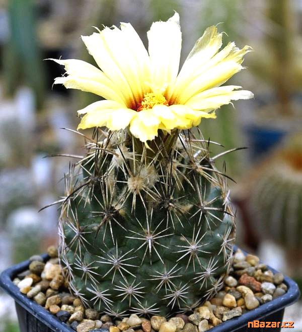 Kaktus Coryphantha obscura SB 714 - semena