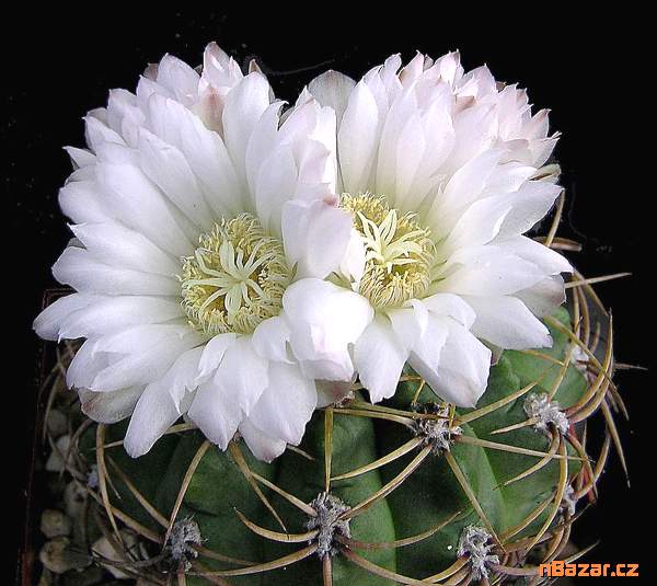 Kaktus Gymnocalycium monvillei JO La Falda Cordob