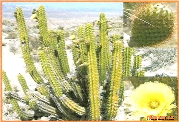 Kaktus Corryocactus brevistylus - semena