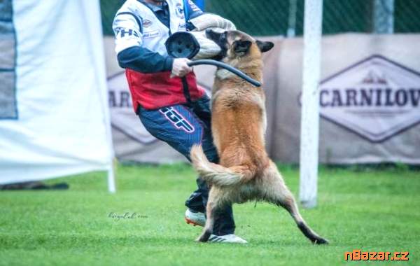 Štěňata Belgický ovčák Tervueren - Pracovní spojen