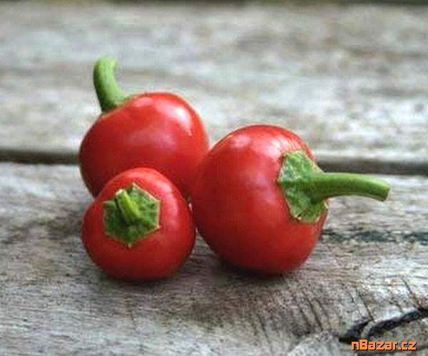 Chilli Korál - semena
