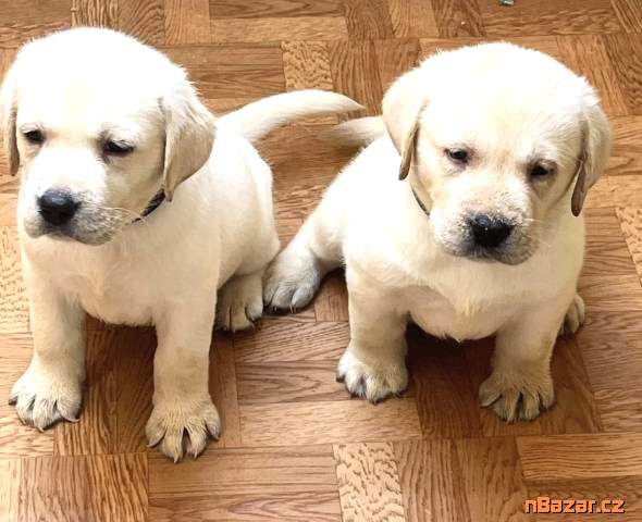 Labrador retriver s PP (smetanová)