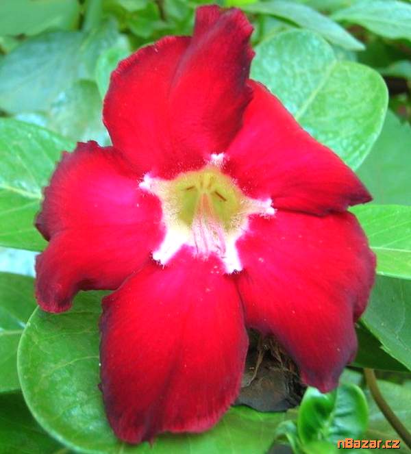 rodám FDA-schválené léky na predpis online. whats rodám FDA-schválené léky na predpis online. whats