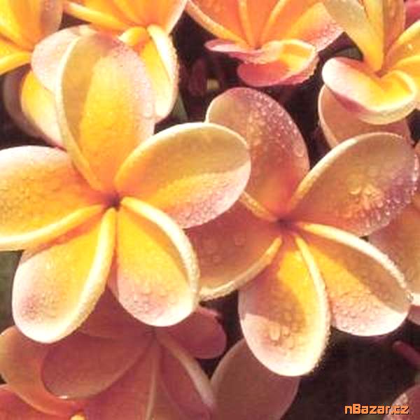Plumeria Frangipani Pinwheel - semena