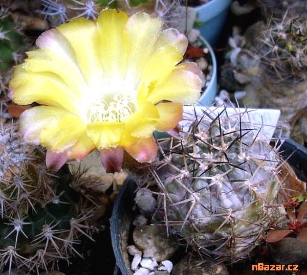 Kaktus Acanthocalycium sp. FR 148 - semena