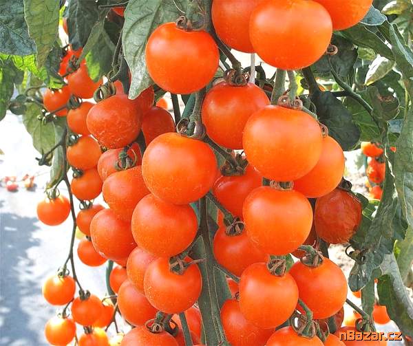 Rajče Aprikola F1 - semena