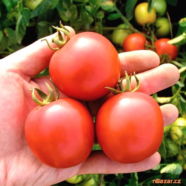 Rajče Darinka F1 - semena