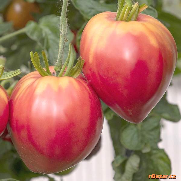 Rajče Herodes - Typ Býčí srdce - semena Rajče Herodes - Typ Býčí srdce - semena
