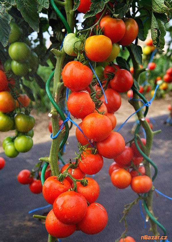 Rajče Orkado F1 - semena
