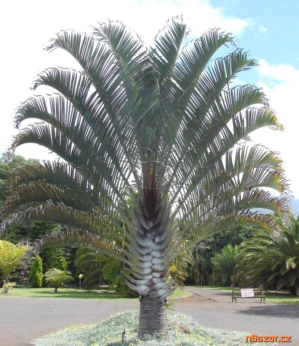 Sazenice palma Dypsis decaryi