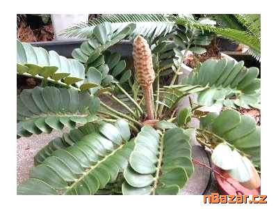 Sazenice Cycas Zamia Furfuracea