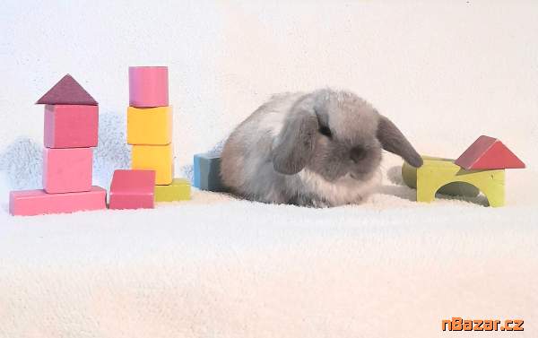 Zakrslí MINI beránci Minilop s VP- různé barvy Zakrslí MINI beránci Minilop s VP- různé barvy