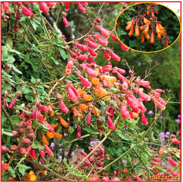 Eccremocarpus Scaber Mix barev - Úponatka - SEMEN