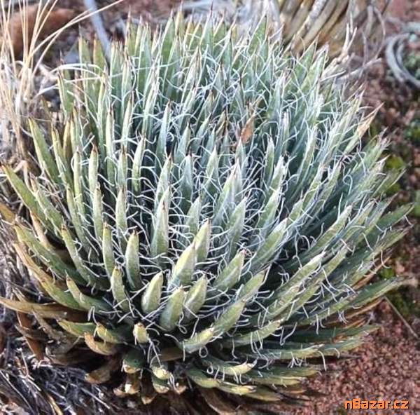 semena Agave toumeyana var. bella