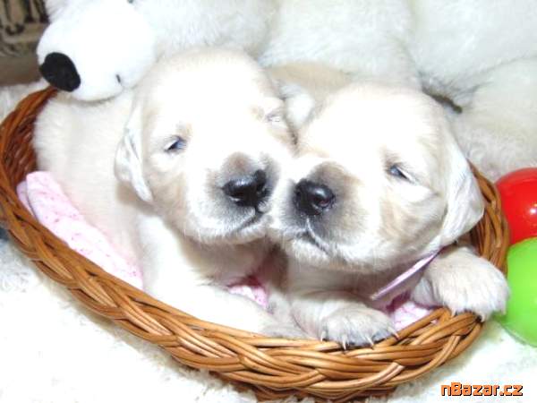 Zlatý retrívr - Golden retriever- štěně s PP