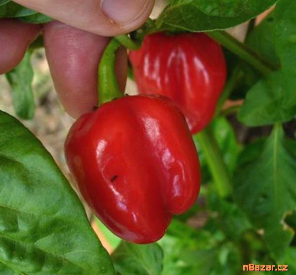 Chilli Habanero Tobago seasoning - semena