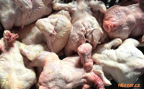 Maso pro psy Maso pro psy