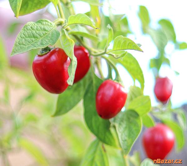 Sazenice chilli Mini Rocoto Red