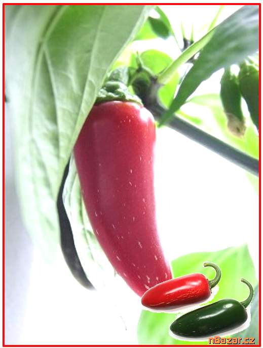 Sazenice chilli Jalapeňo 