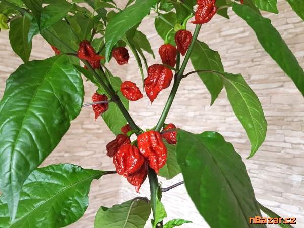 sazenice chilli Carolina reaper