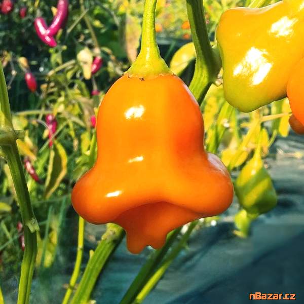 Sazenice Chilli Aji Fantasy Orange
