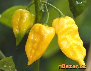 Sazenice Chilli Habanero Lemon